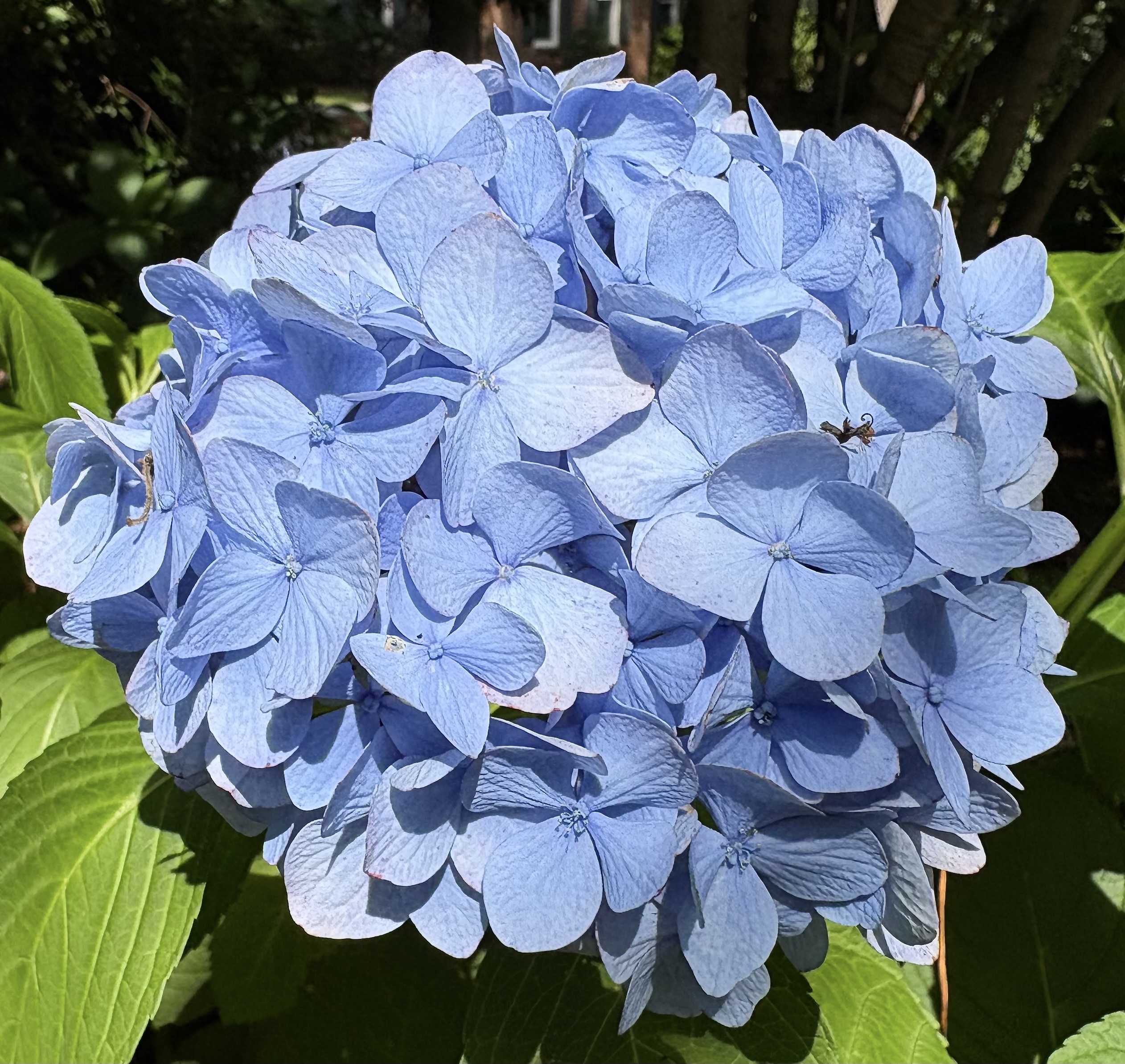 Hydrangea Macrophylla Nikko Blue large round blue mophead flowers